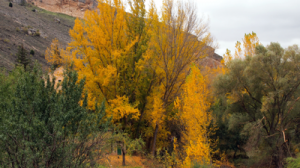 Grajera_7_a_9_Nov_2014-PB098460