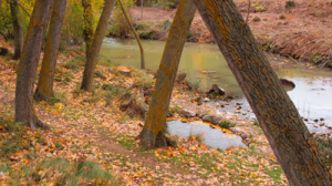 Grajera_7_a_9_Nov_2014-PB098487