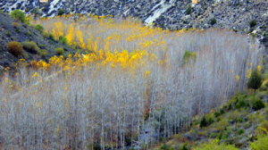 Grajera_7_a_9_Nov_2014-PB098495